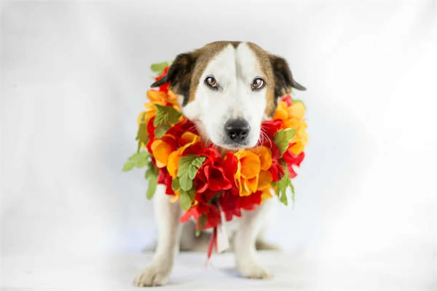 McLaren P1 Evo: How a Flooded Supercar Became a 260+ MPH Monster